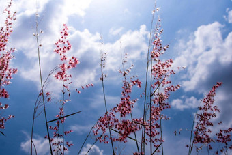 故乡Ruby草花明亮的阳光毛茸茸的云蓝色的天空