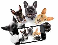 集团狗采取自拍智能手机