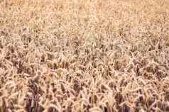 金黑麦场成熟的粮食小穗封面作物饲料作物农业概念夏天农村风景背景成熟耳朵小麦场丰富的收获概念粮食背景复制间距