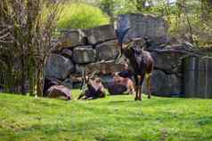 群羚羊休息绿色草坪上动物园