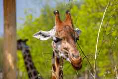 成人长颈鹿吃分支机构动物园