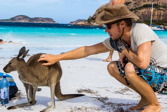 高加索人男人。宠物美丽的袋鼠幸运的湾海滩角大国家公园埃斯佩兰斯澳大利亚