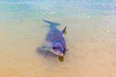 野生海豚海岸澳大利亚猴子我海滩鲨鱼湾澳大利亚