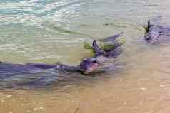 野生海豚海岸澳大利亚猴子我海滩鲨鱼湾澳大利亚