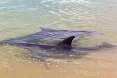 野生海豚海岸澳大利亚猴子我海滩鲨鱼湾澳大利亚