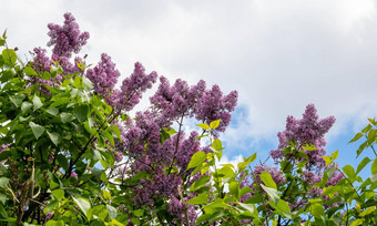 盛开的淡紫色天空美丽的紫色的淡紫色花在户外淡紫色花分支机构