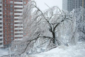 破碎的下降树分支机构冰风暴树覆盖冰雪坏雪天气