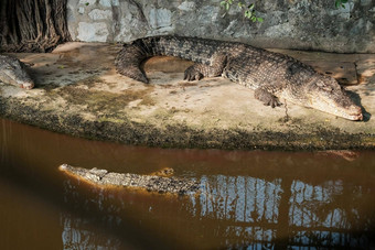 鳄鱼动物园鳄鱼农场显示鳄鱼鳄鱼休息海岸水
