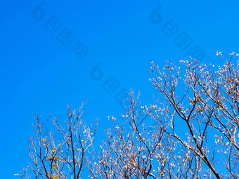 干能红木落叶树秋天季节蓝色的天空背景