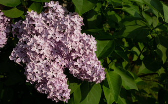 淡紫色开花花春天视图春天淡紫色花淡紫色花朵美丽的群淡紫色