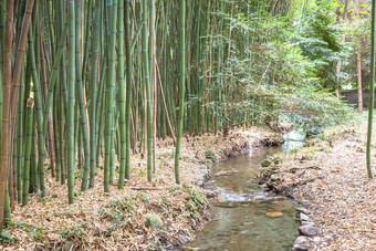 竹子植物花园概念Zen环境<strong>绿色生活</strong>