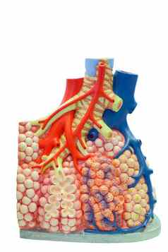 解剖模型肺血船只人类身体