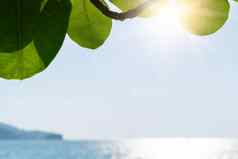 热带自然清洁海滩白色沙子夏天太阳光蓝色的天空背景