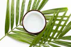 一半椰子热带棕榈叶子白色背景