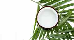 一半椰子热带棕榈叶子白色背景