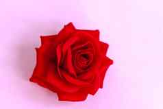 红色的玫瑰粉红色的背景模板概念情人节一天主题问候卡宣言爱