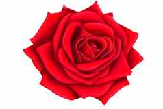 插图红色的玫瑰白色背景使宣言爱概念情人节一天主题