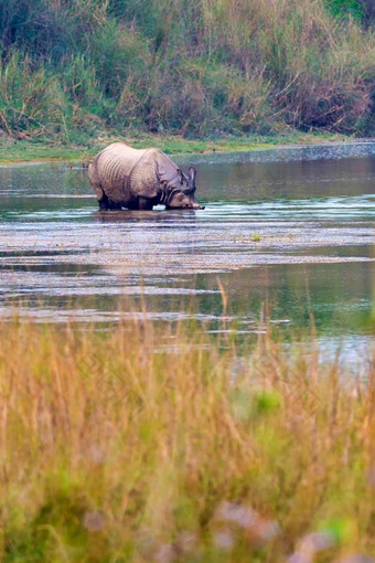 更大的独角犀牛皇家巴蒂亚国家公园尼泊尔