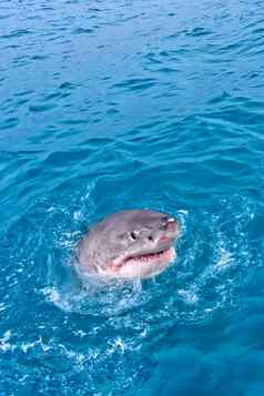 伟大的白色鲨鱼甘斯拜南非洲