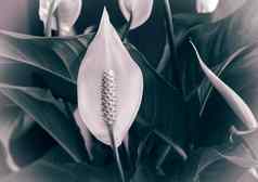室内植物白色spatifilum花叶子
