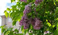 淡紫色开花花春天视图春天淡紫色花淡紫色花朵美丽的群淡紫色