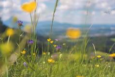 徒步旅行假期概念可爱的新鲜的花春天色彩斑斓的夏天野花草地