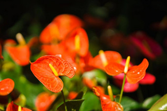 橙色花烛属植物花火烈鸟花花园