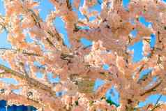 装饰盛开的樱桃花春天概念蓝色的天空