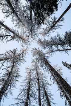冬天树上衣查看日落底视图树蓝色的天空树干落叶松森林摘要背景