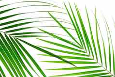 美丽的棕榈叶子孤立的白色背景特写镜头异国情调的植物