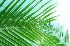 美丽的棕榈叶子颜色背景特写镜头异国情调的植物