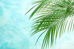美丽的棕榈叶子光背景空间文本异国情调的植物