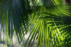 自然背景风扇棕榈叶子明亮的阳光明媚的夏天一天