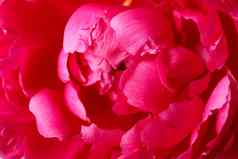 美丽的粉红色的牡丹花背景特写镜头