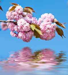 日本樱桃树开花