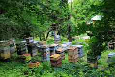 房子蜜蜂私人养蜂场自然