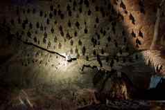 群蝙蝠睡眠天花板洞穴手电筒洞穴蝙蝠