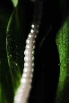珍珠异国情调的绿色叶子奢侈品珠宝
