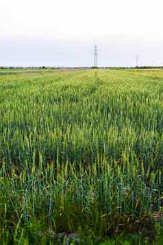 视图农业场绿色小麦
