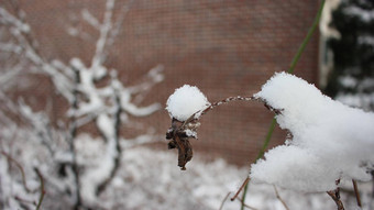 雪叶子植物降雪冬天季节