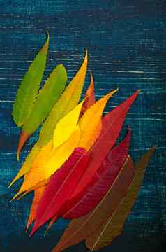 秋天叶子调色板色彩斑斓的秋天叶背景