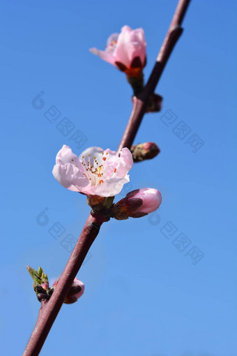 高丽油桃大