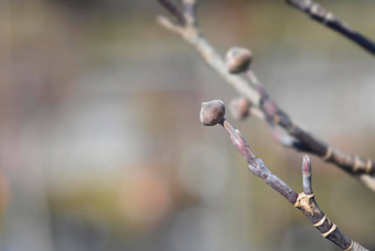 开花山<strong>茱萸</strong>彩虹