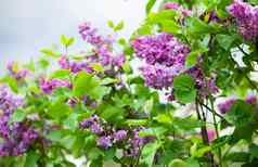 淡紫色花朵美丽的群淡紫色特写镜头淡紫色开花淡紫色布什布鲁姆淡紫色花花园