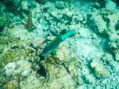 浮游生物热带鱼