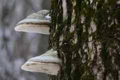南美锥虫病蘑菇大树树干纹理树树皮