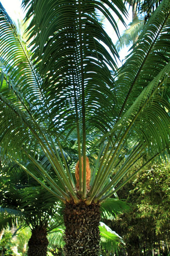 铁树<strong>圆环</strong>植物花园