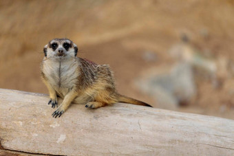 肖像猫鼬suricatasuricatta非洲本地的动物小食肉动物归属感猫鼬家庭