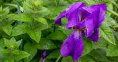 紫色的虹膜背景明亮的绿色草草本植物园艺日益增长的常年植物花床上