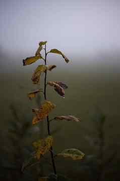 秋天早....黑暗伤心照片分支叶子多雾的草地